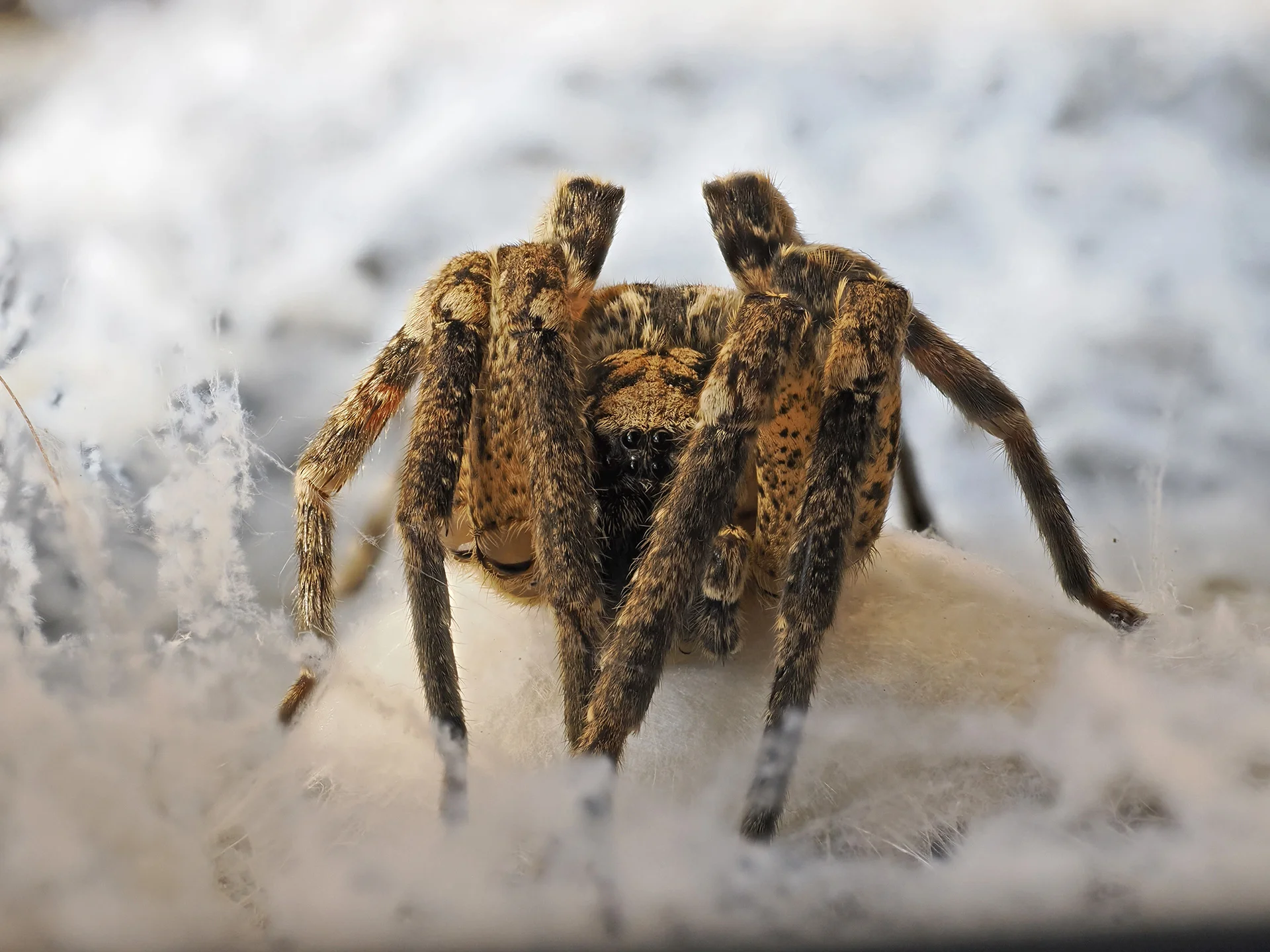 Nosferatuspinne (Dagersheim 2025)  (Bild vergr&ouml;&szlig;ern)