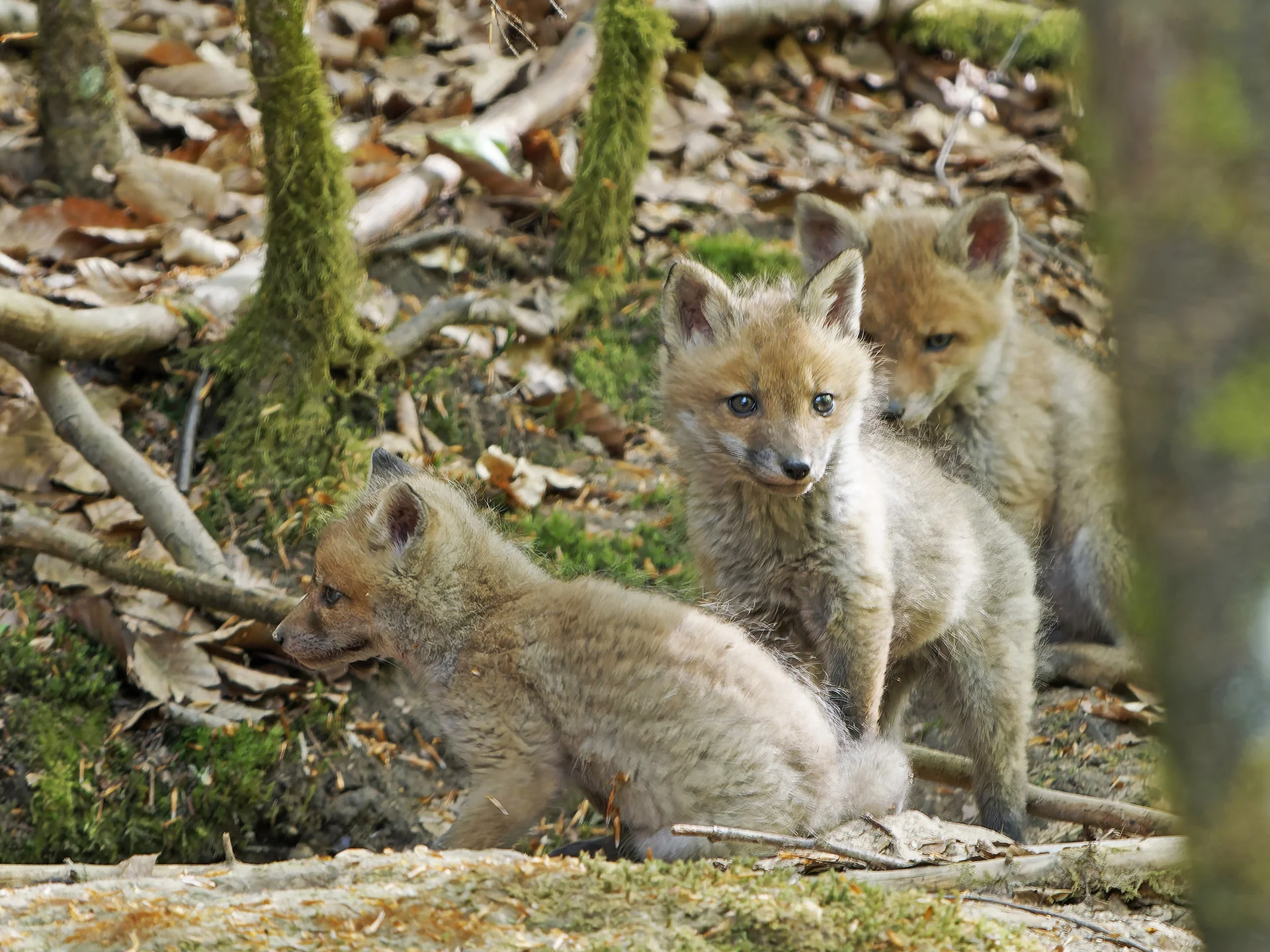 Fuchsbau (Sch&ouml;nbuch 2025)  (Bild vergr&ouml;&szlig;ern)