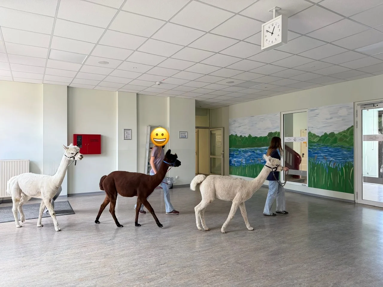 Hier wird gerade der Alpaka-F&uuml;hrerschein gemacht &ndash; inklusive einer Runde durch das Schulgeb&auml;ude. 
