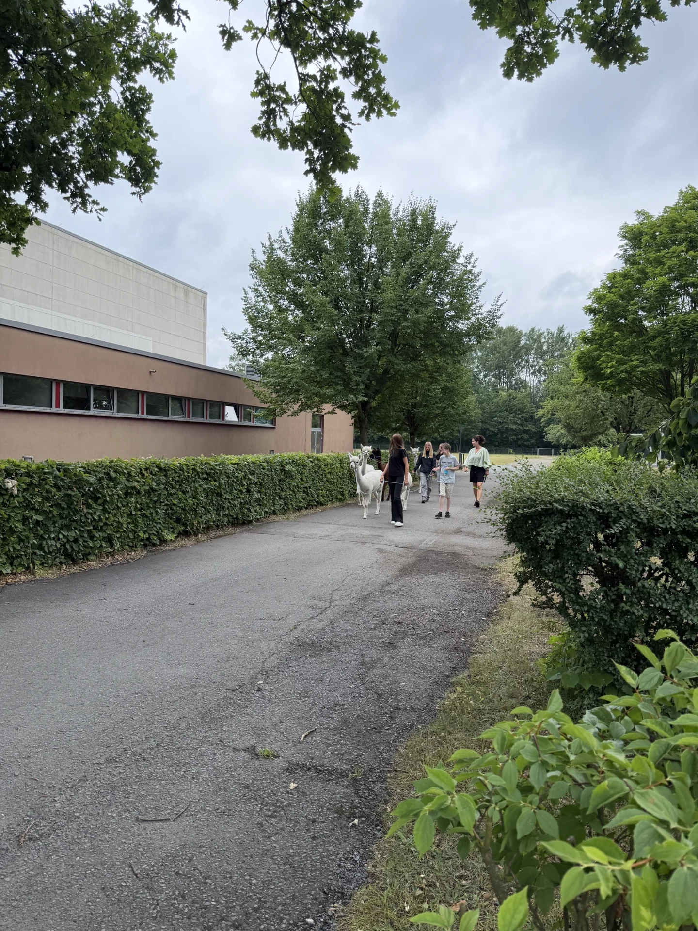 Wenn die Alpakas an unsere Schule kommen, ist es so weit: Der Alpaka-F&uuml;hrerschein steht an &ndash; hier im praktischen Teil. 