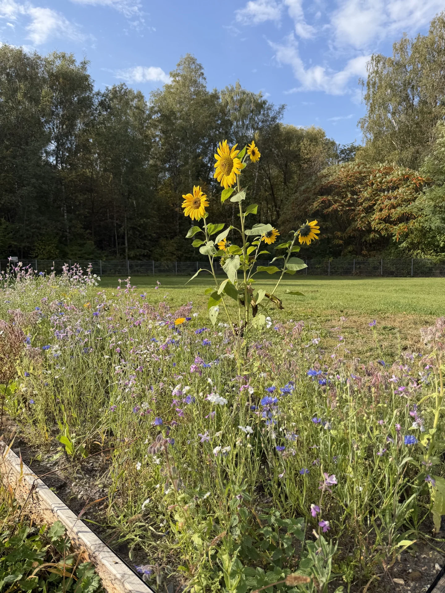 Unser Bienenlehrpfad vermittelt spannende Einblicke in die Welt der Bienen und ihre wichtige Bedeutung f&uuml;r die Natur. 