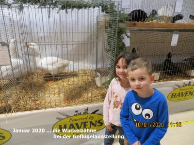 Vorschaubild: Geflügelausstellung Weißenborn