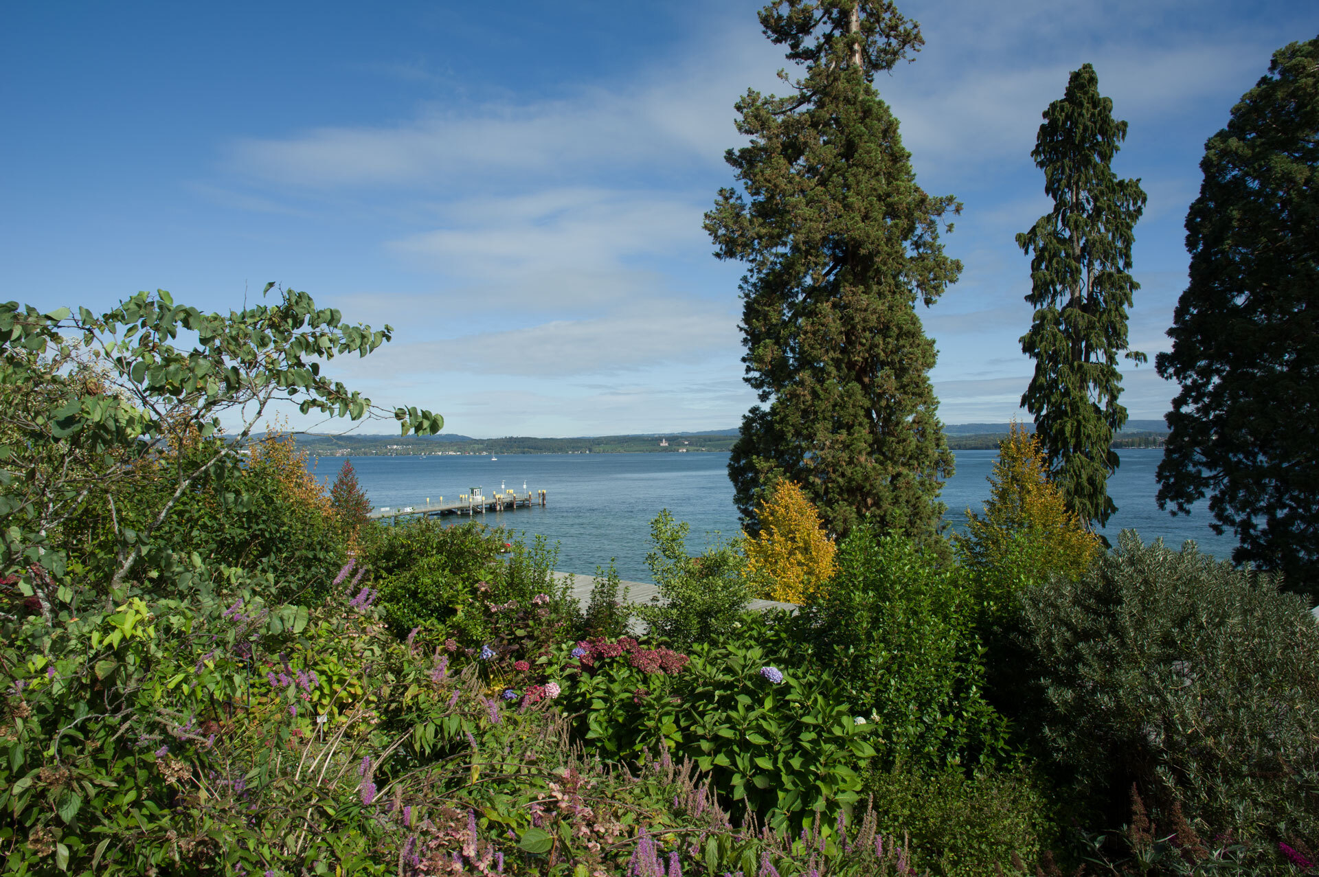 auf der Mainau  (Bild vergr&ouml;&szlig;ern)