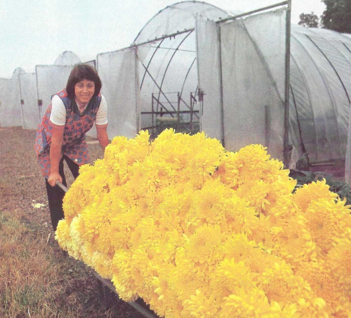 Bild: Chrysanthenenzucht unter Folie um 1980