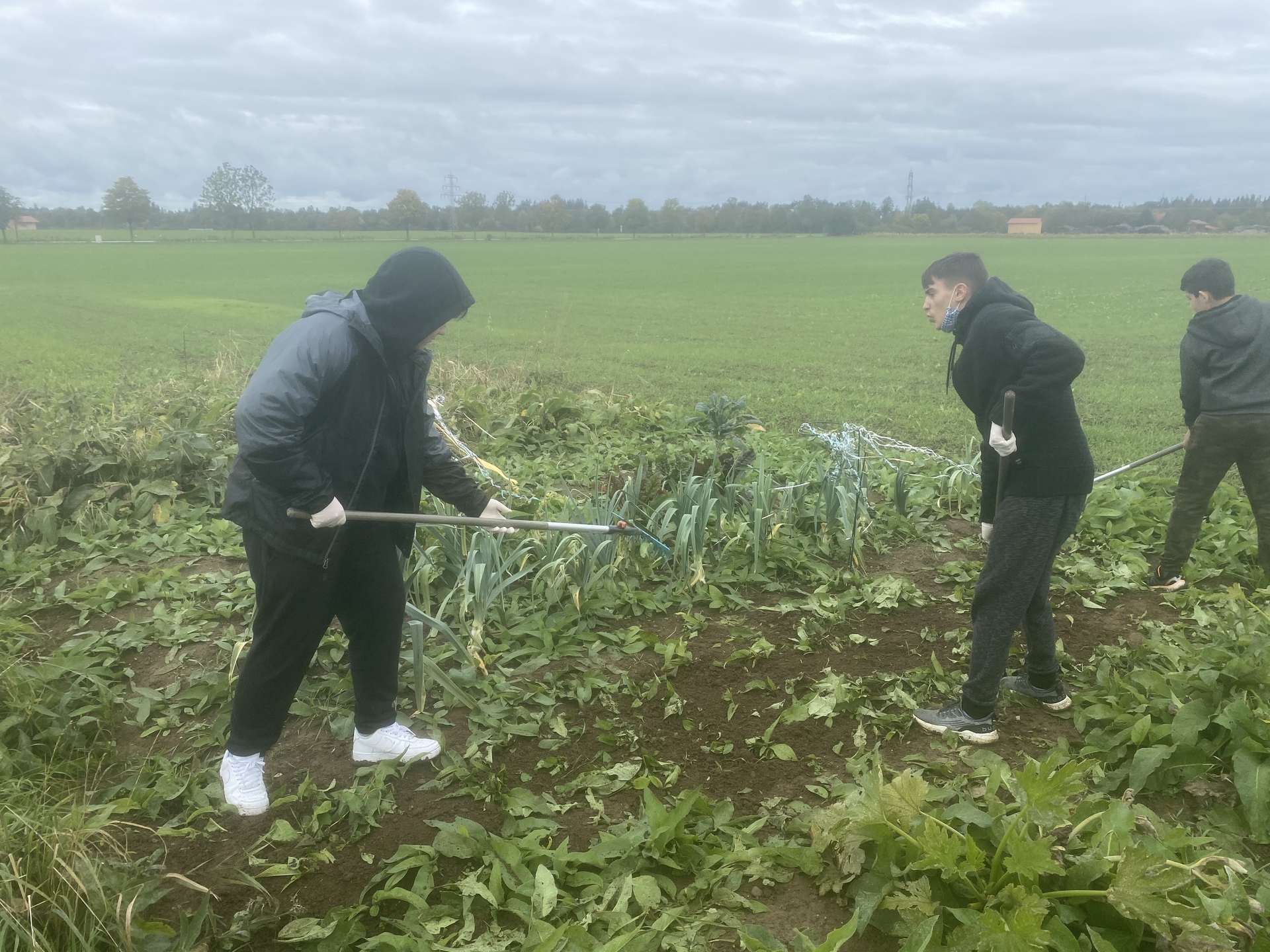 Bild: 2020 Oktober Ernte