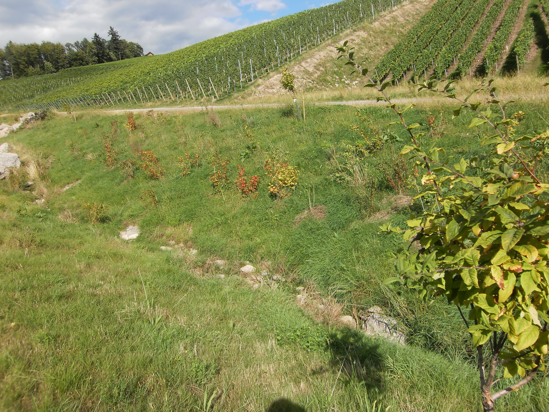 Pflanzungen und M&auml;haktion 2013  (Bild vergr&ouml;&szlig;ern)