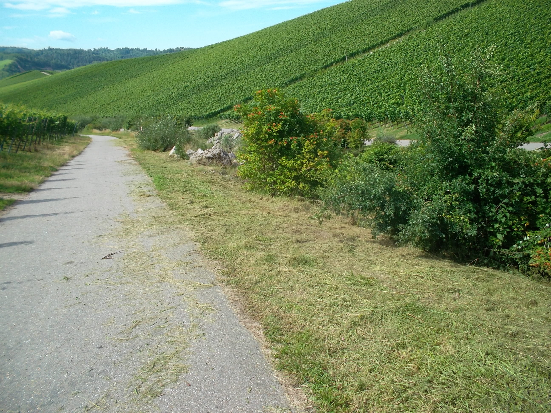 Zustand Sommer 2020  (Bild vergr&ouml;&szlig;ern)