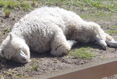 Vorschaubild: 14:30Uhr ist Schlafenzeit bei Quincy