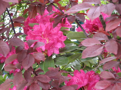 Vorschaubild: Rhododendron pink