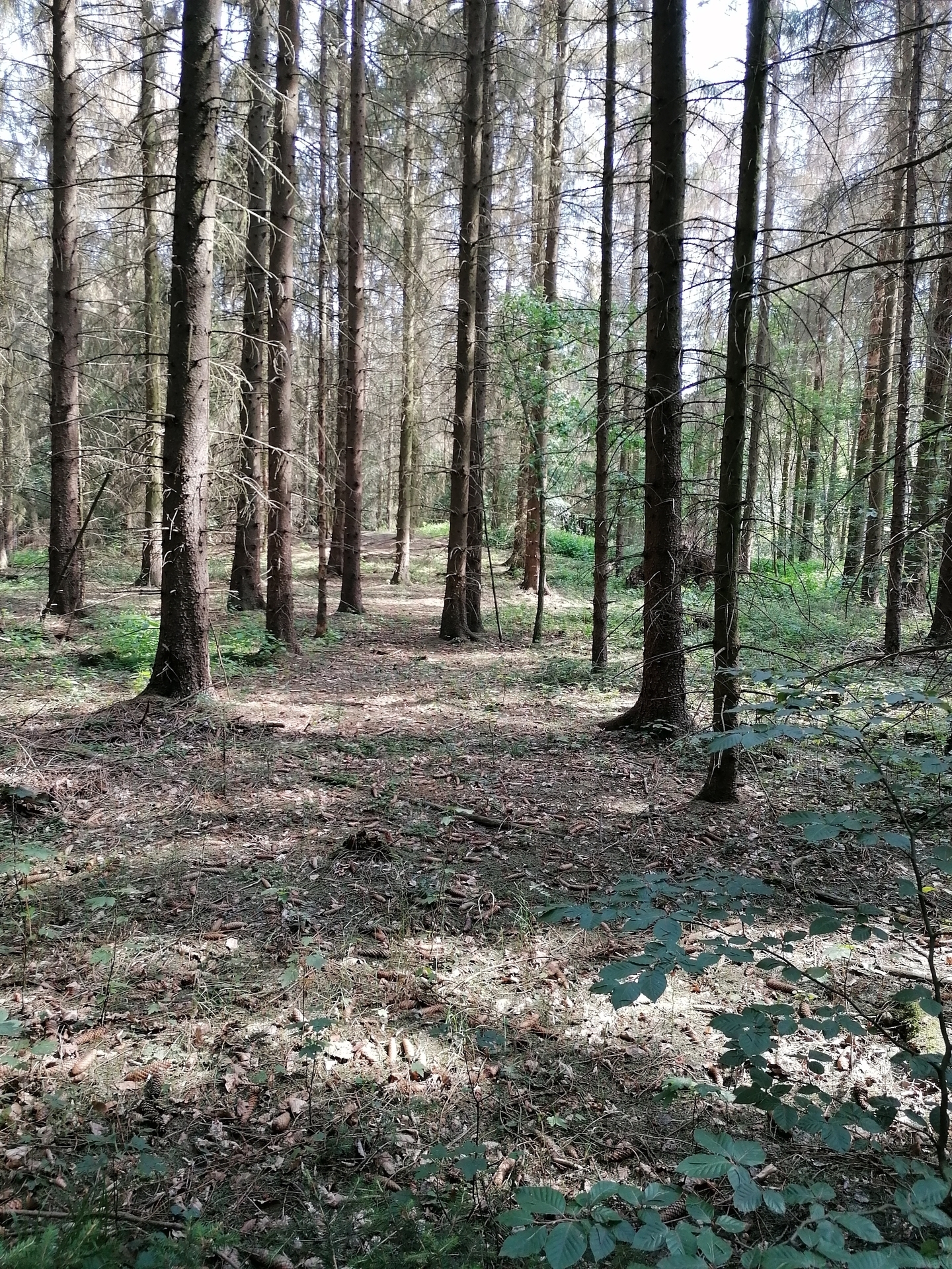 Foto der Galerie: Waldschäden 2020