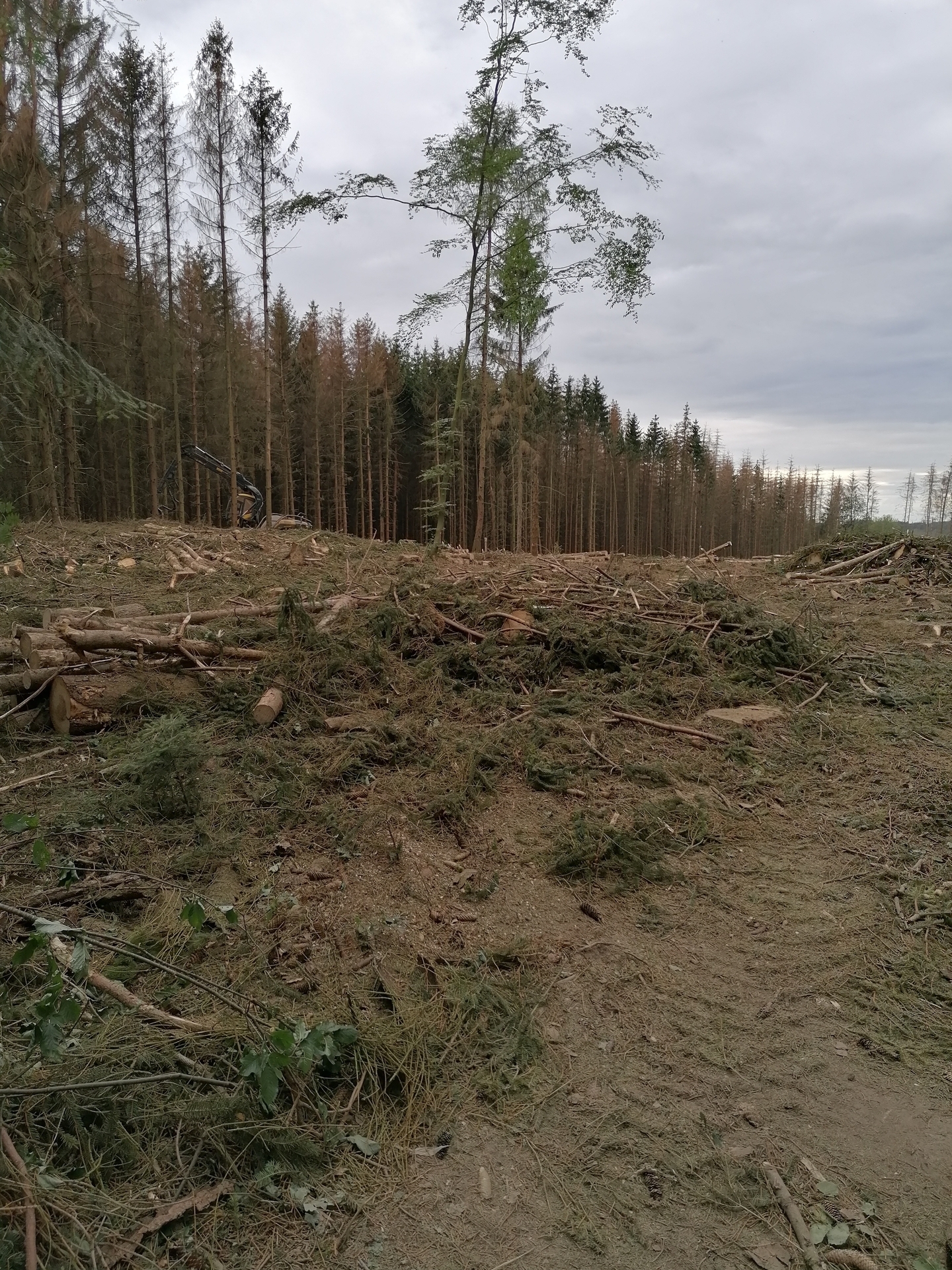 Foto der Galerie: Waldschäden 2020
