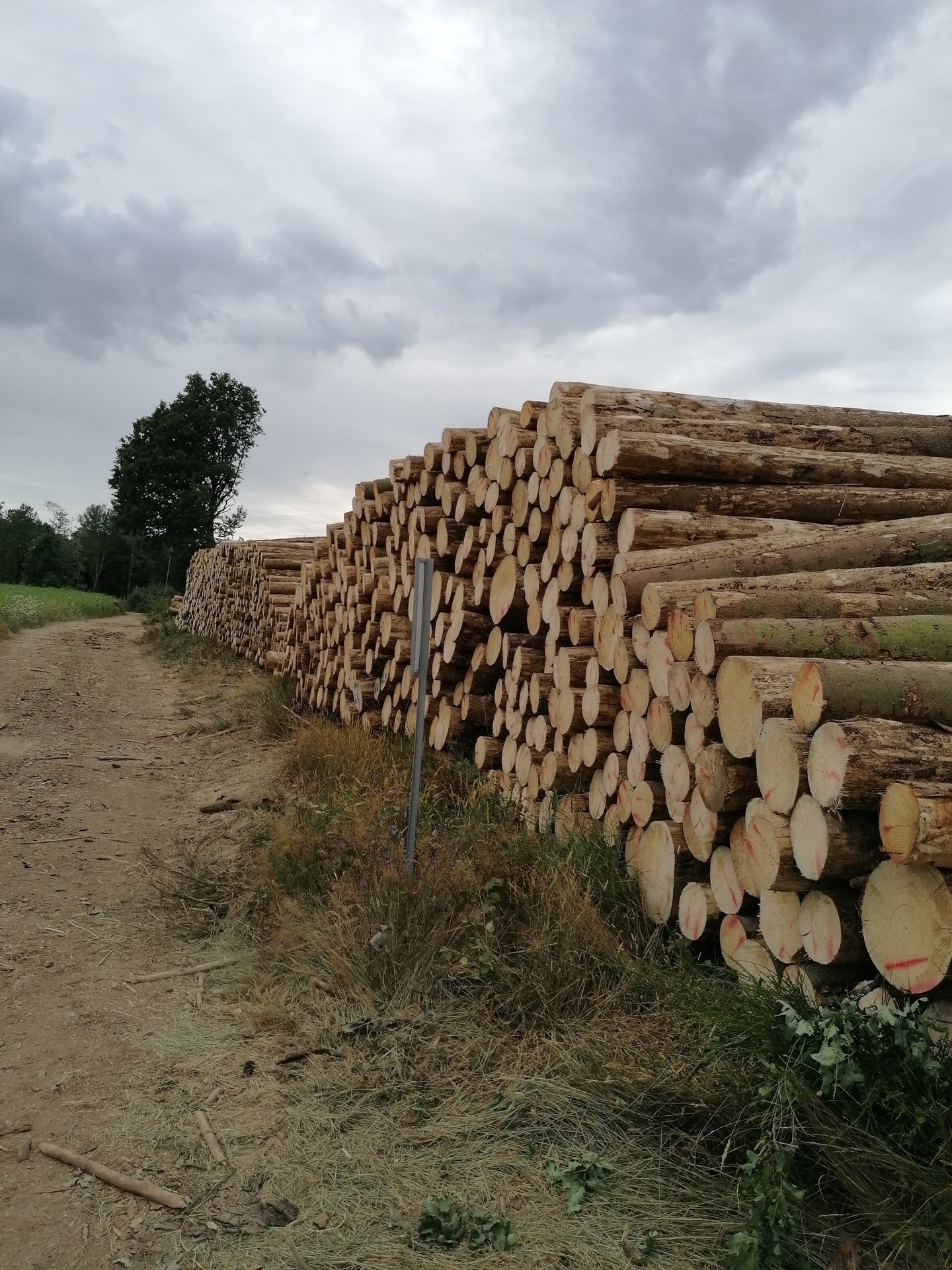 Foto der Galerie: Waldschäden 2020