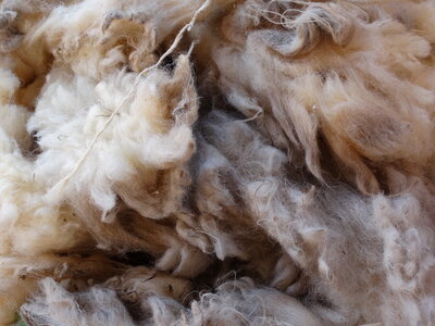 Vorschaubild: Geschorene Wolle, die gewaschen und sortiert werden muss