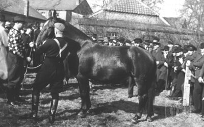 Vorschaubild: Jan Welp führt in den 1950er Jahren seinen Vierbeiner zur Körung in Ihrhove vor. Je besser die Qualität seines Pferdes beurteilt wurde, um so wertvoller war das Tier. Fotoquelle: Joke Welp.