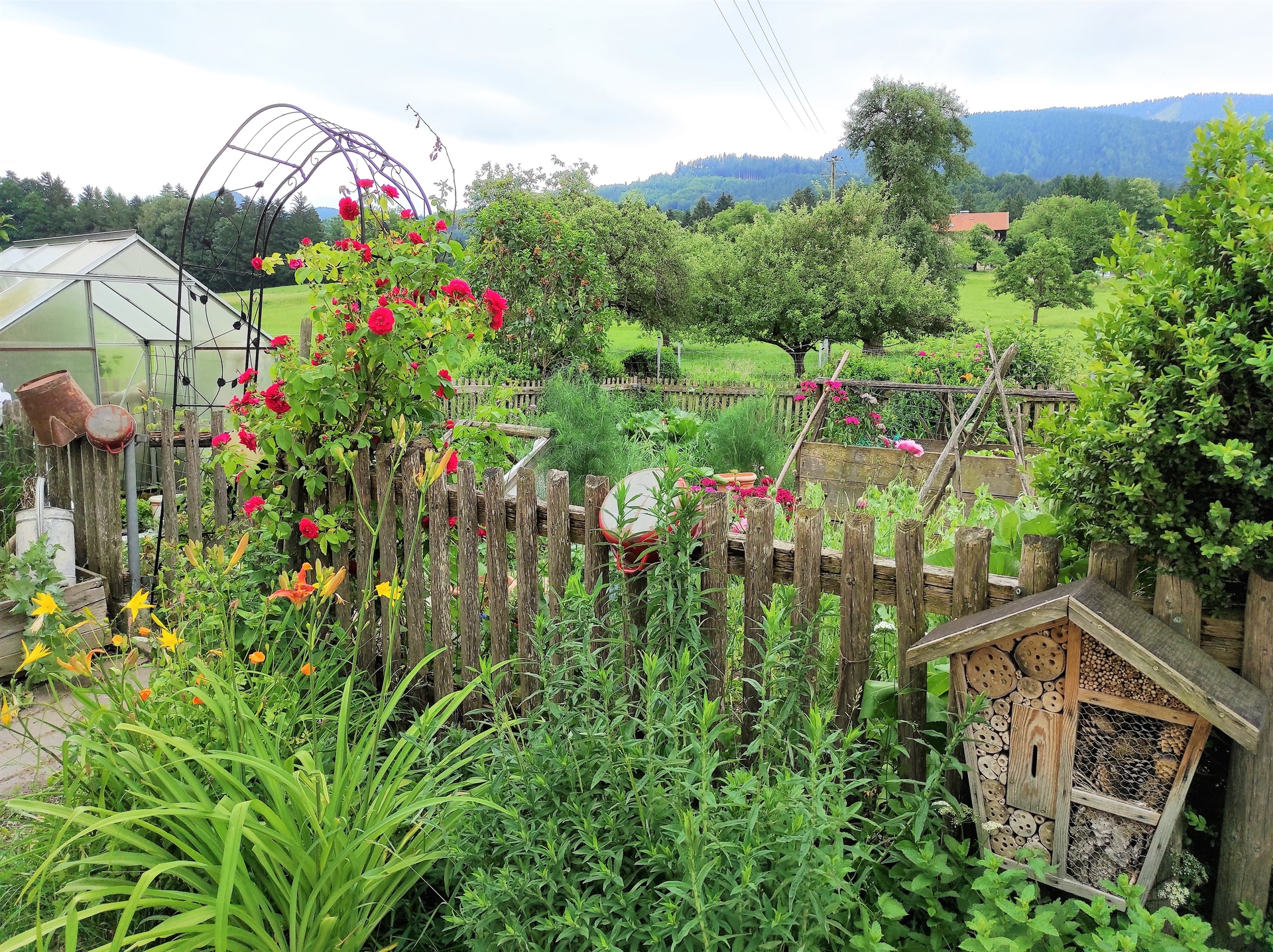 &Uuml;bern Gartenzaun  (Bild vergr&ouml;&szlig;ern)
