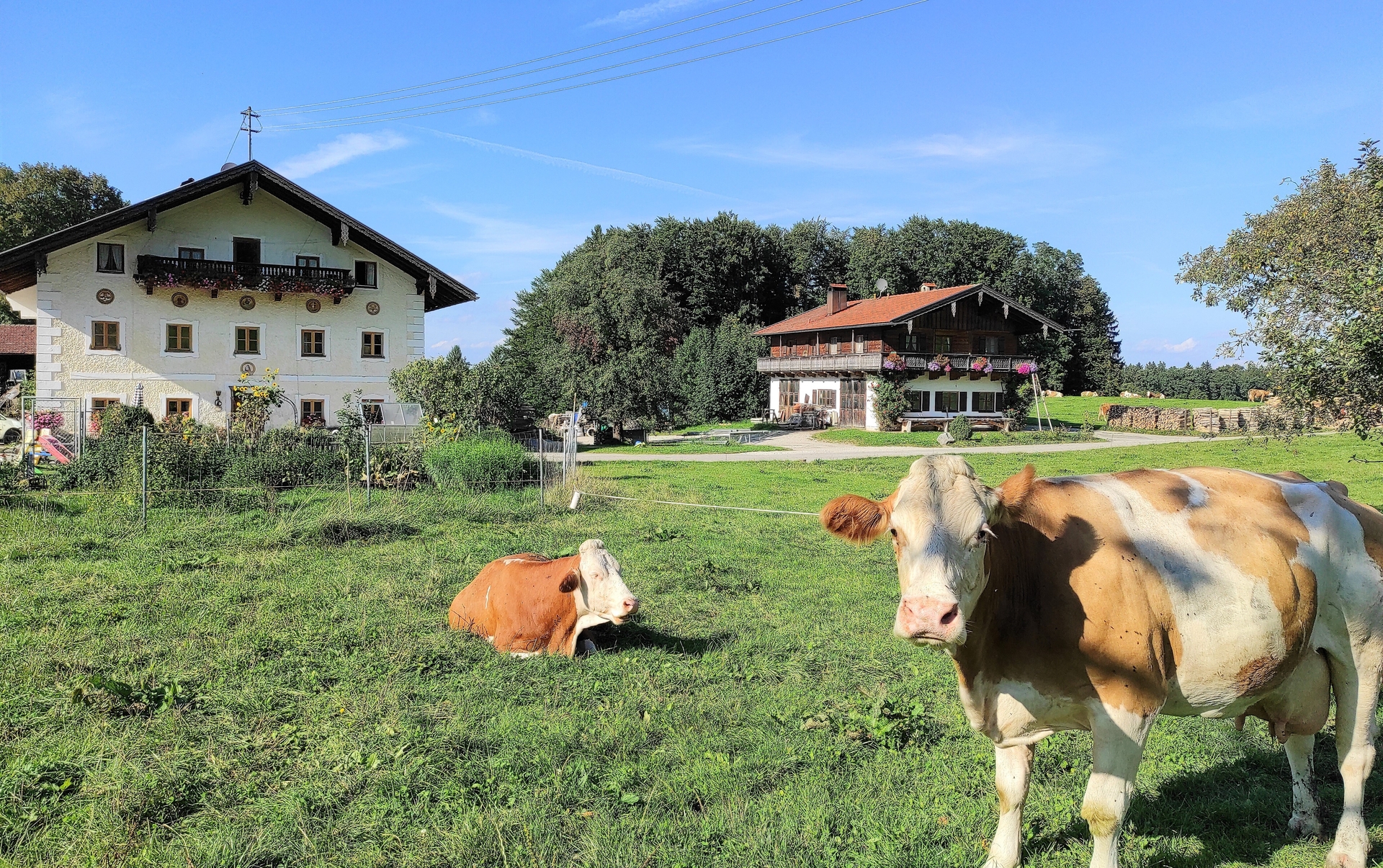 K&uuml;he auf der Weide vorm Haus  (Bild vergr&ouml;&szlig;ern)