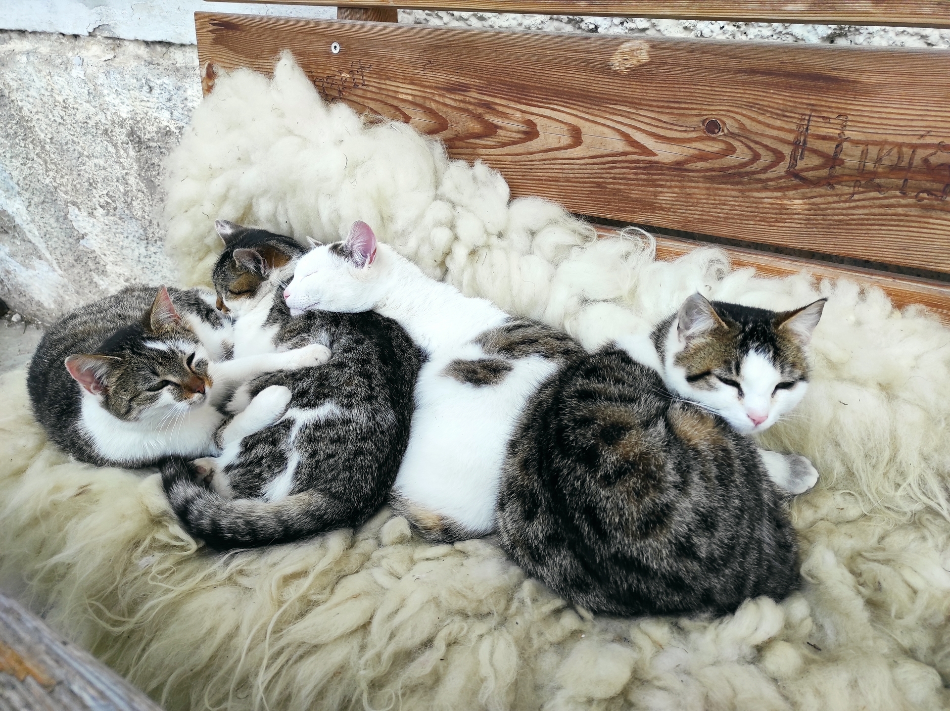 Unsere Katzen halten ihre Mittagsruhe  (Bild vergr&ouml;&szlig;ern)
