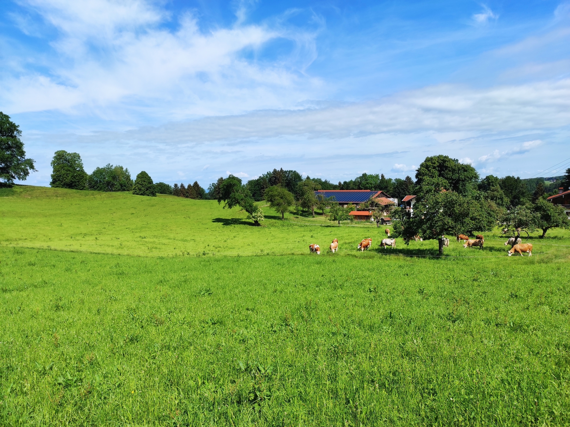 Viel Wiese rund um den Hof  (Bild vergr&ouml;&szlig;ern)