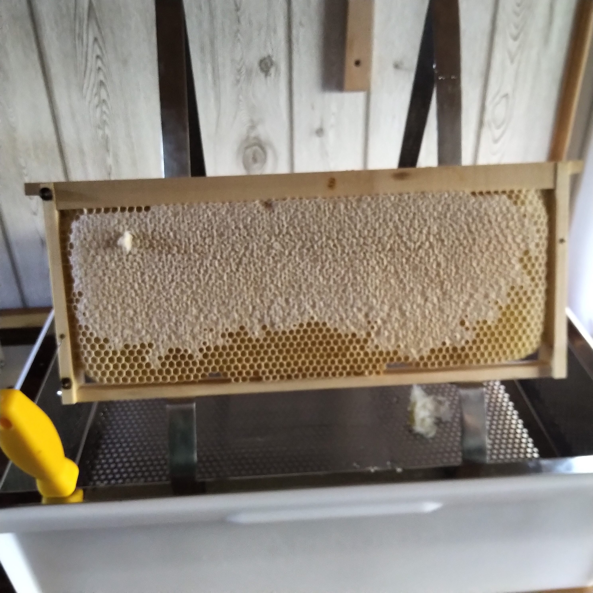 Bild: Foto: Die verdeckelte Honigwabe ist reif für die Ernte. Foto: Anett Zeidler