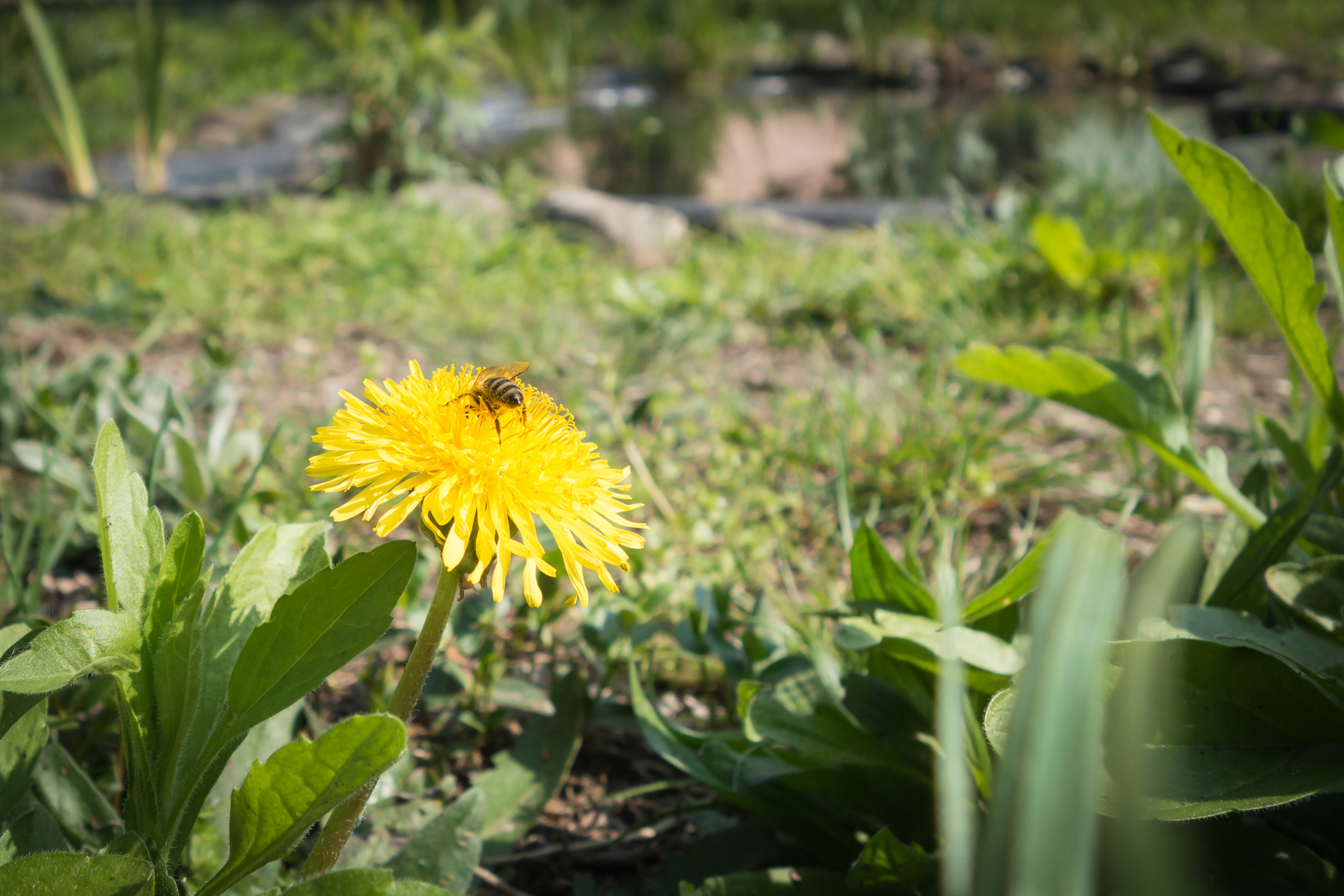 Bild: Frühling