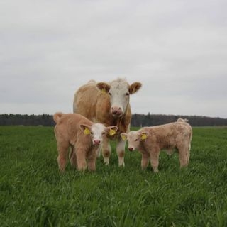 Bild: Mutterkuh auf der Weide mit Ihren Zwillingen.