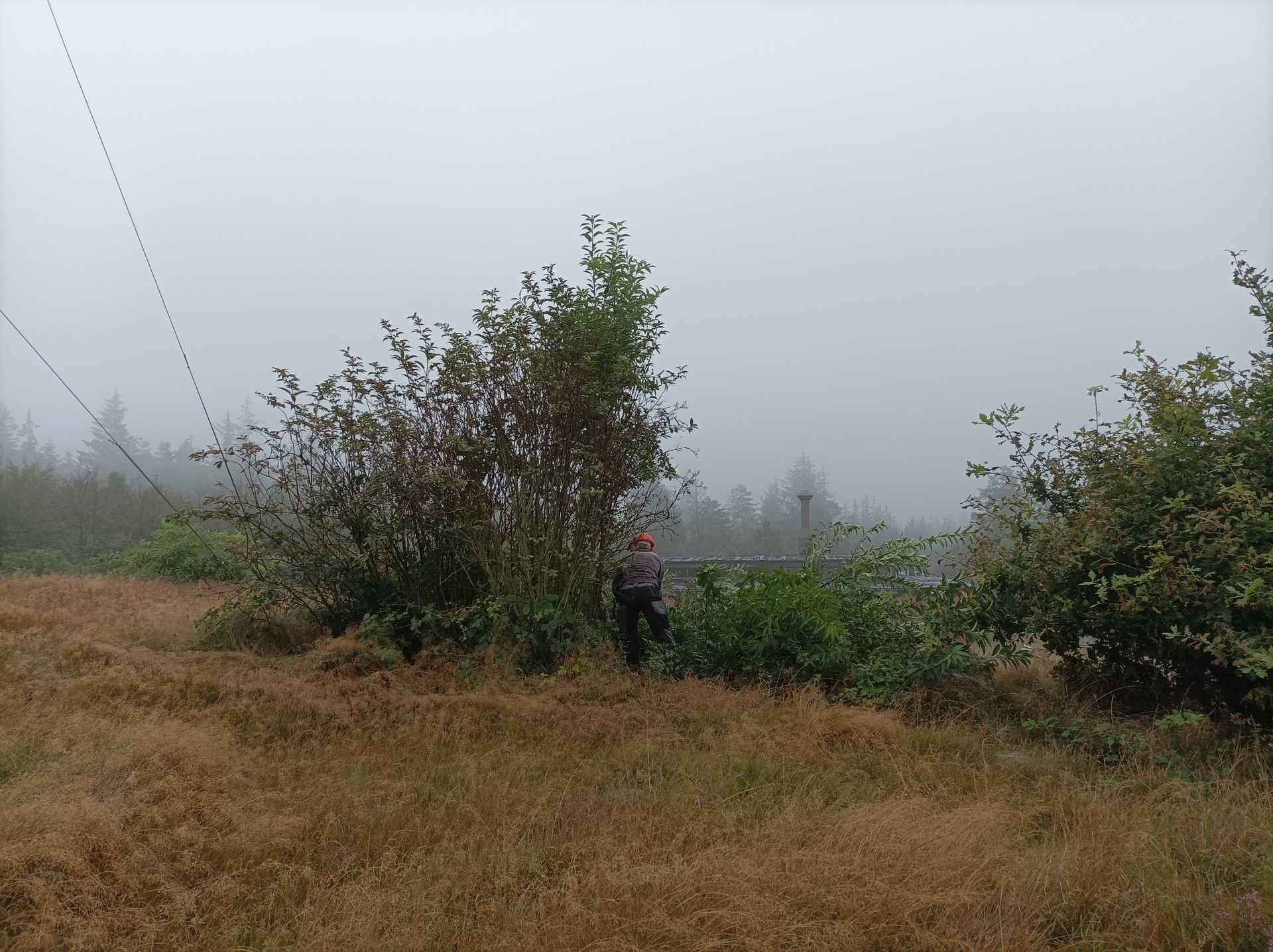 L&uuml;tti r&uuml;ckt der Traubenkirsche mit der Motors&auml;ge auf den Pelz 