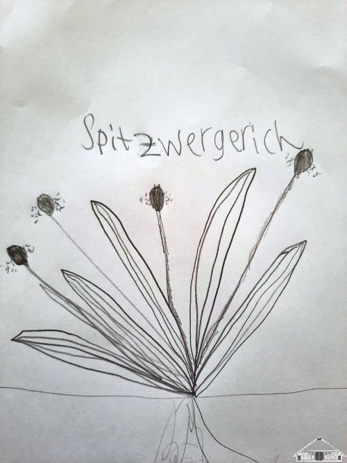 Spitzwegerich_1  (Bild vergr&ouml;&szlig;ern)