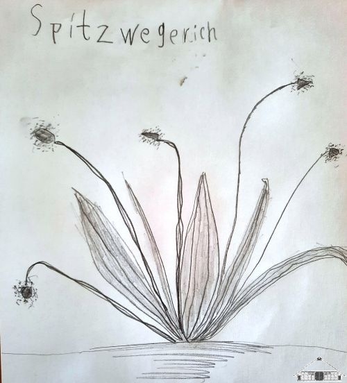 Spitzwegerich_6  (Bild vergr&ouml;&szlig;ern)