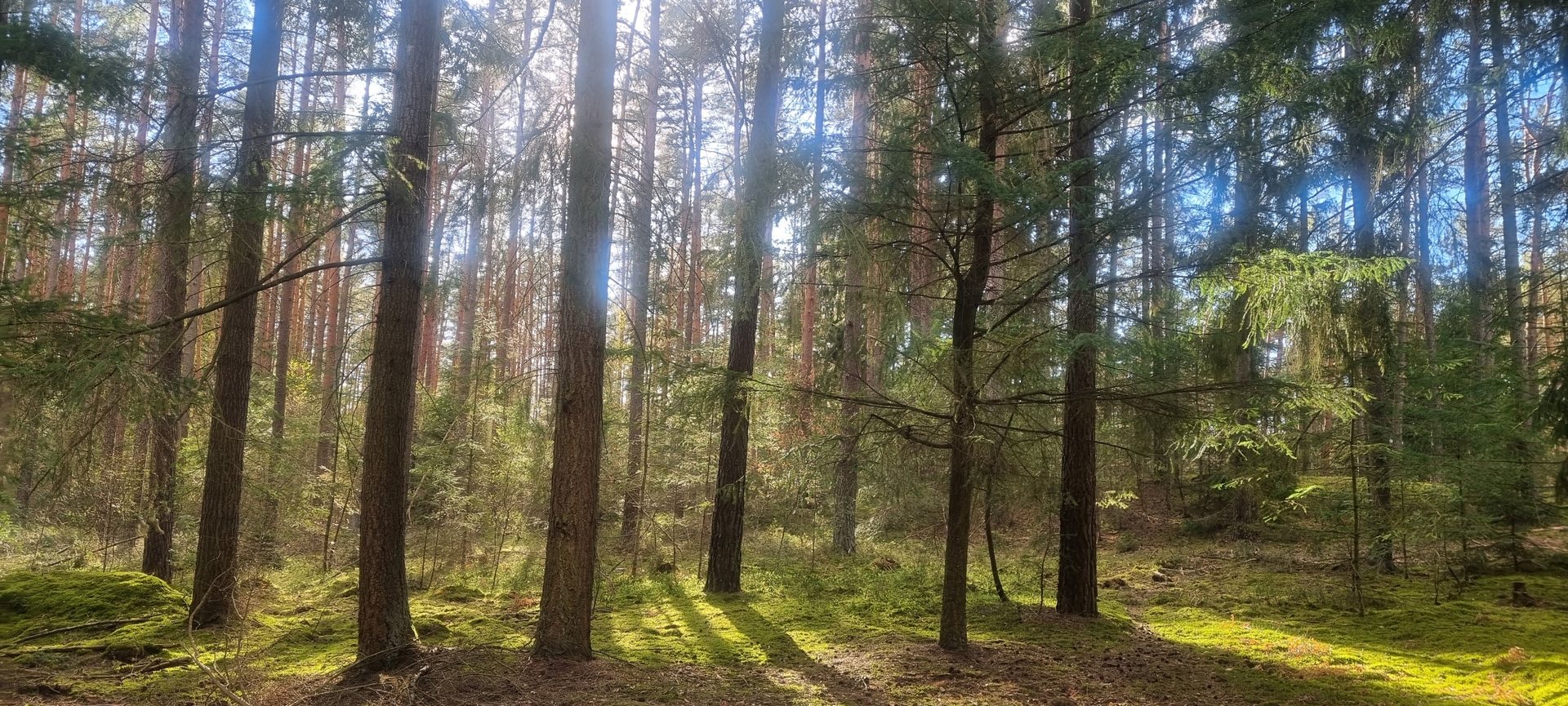 Bild: Wald am Familienpark