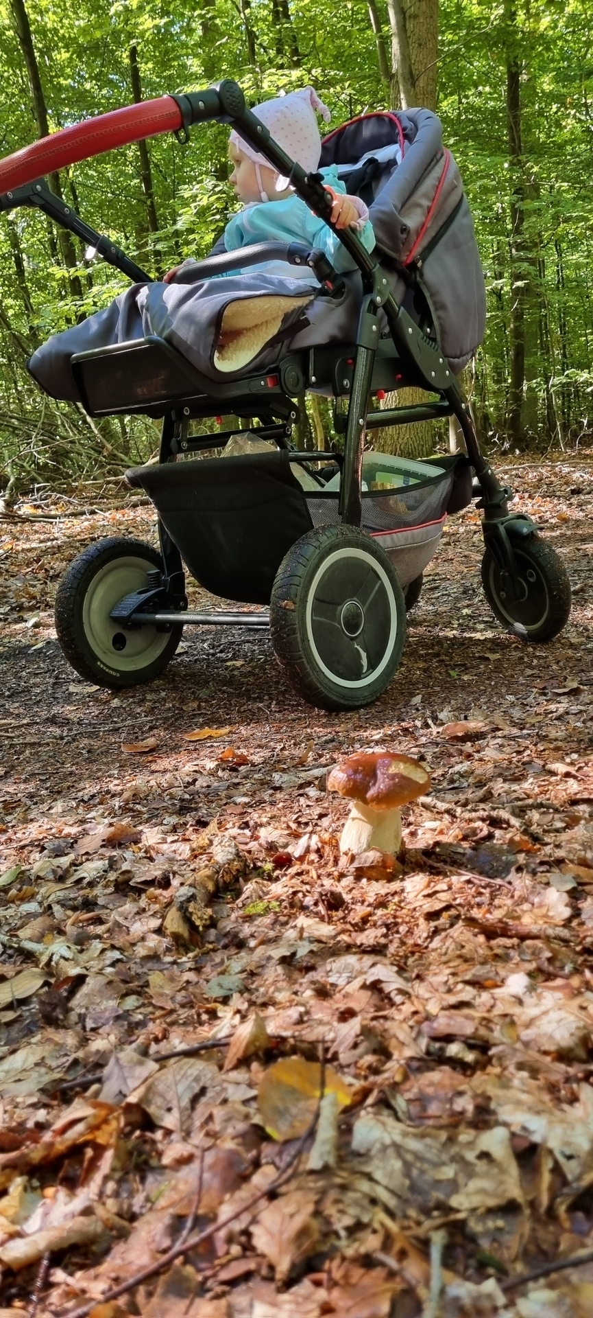 Bild: Pilze sammeln am Familienpark