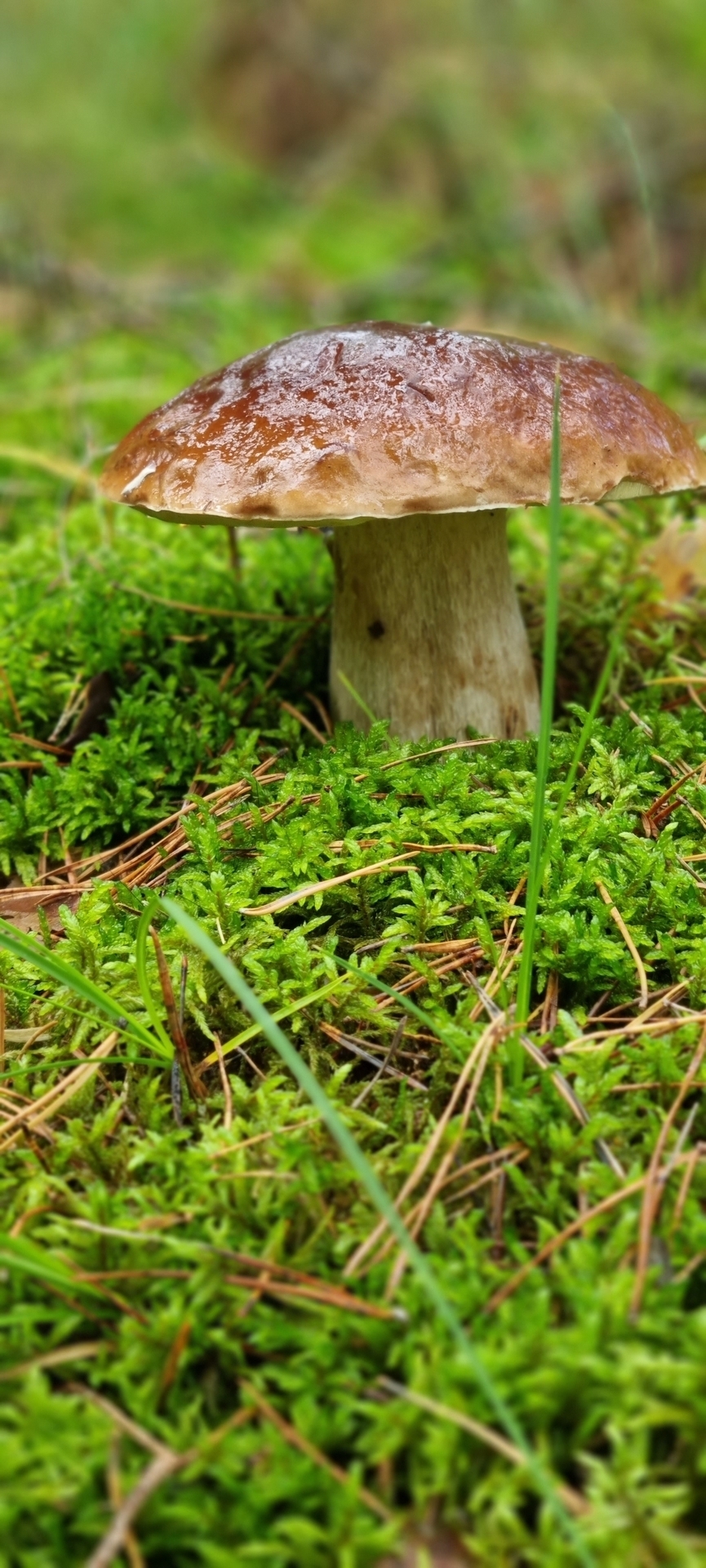 Bild: Pilze sammeln am Familienpark