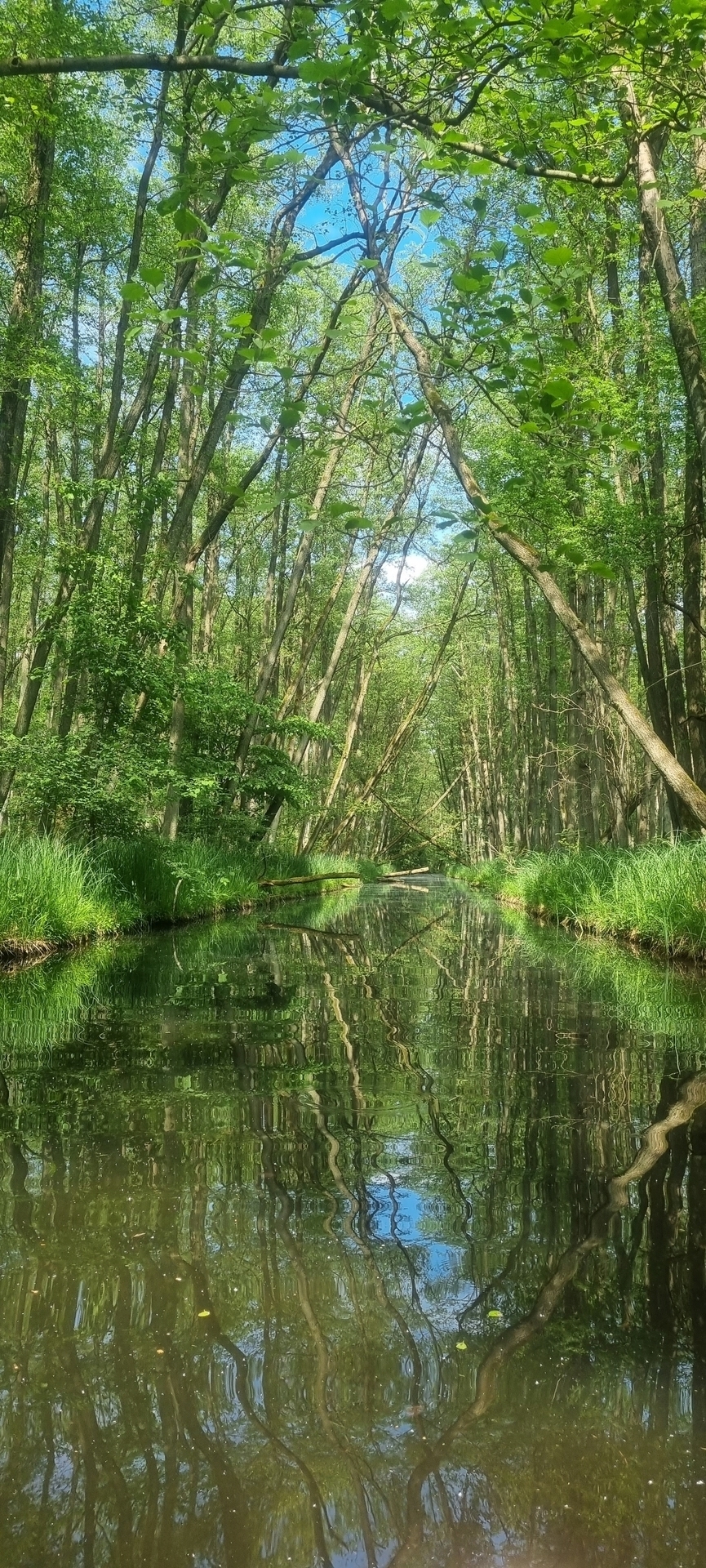 Bild: Schwanenhavel