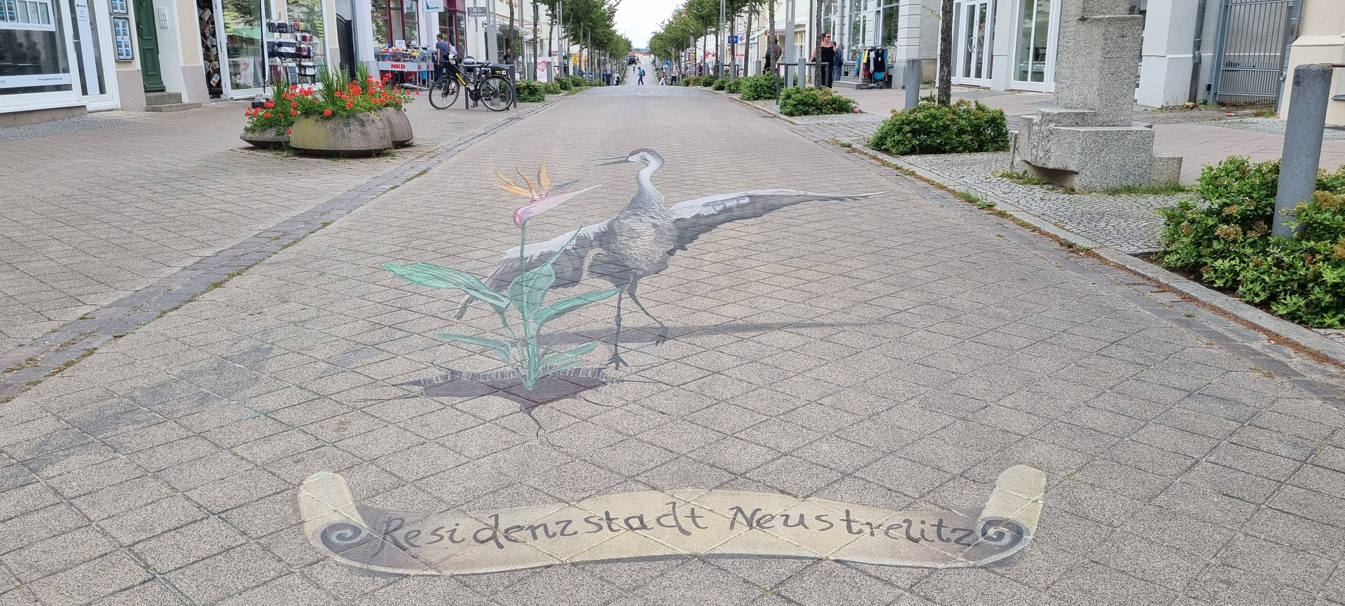 Bild: Neustrelitz - Strelitzer Straße - Strelitzie