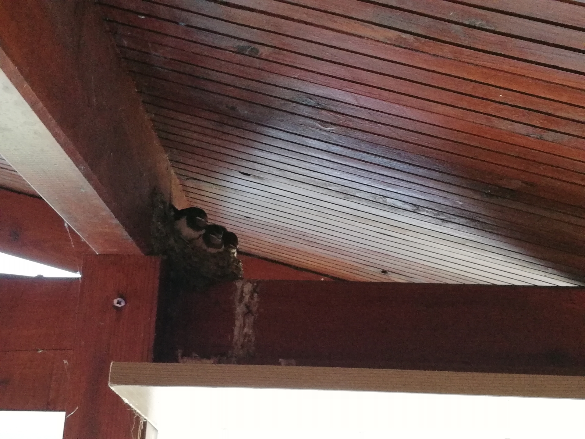 Bild: Gäste unterm Carport