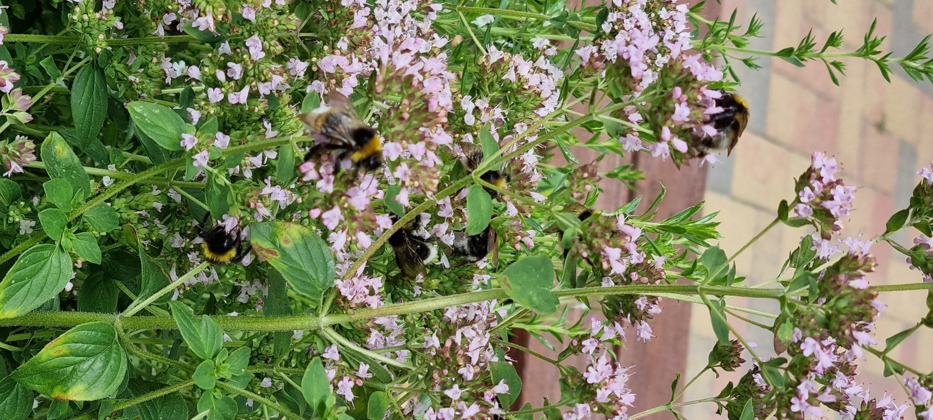 Bild: Der Kräutergarten
