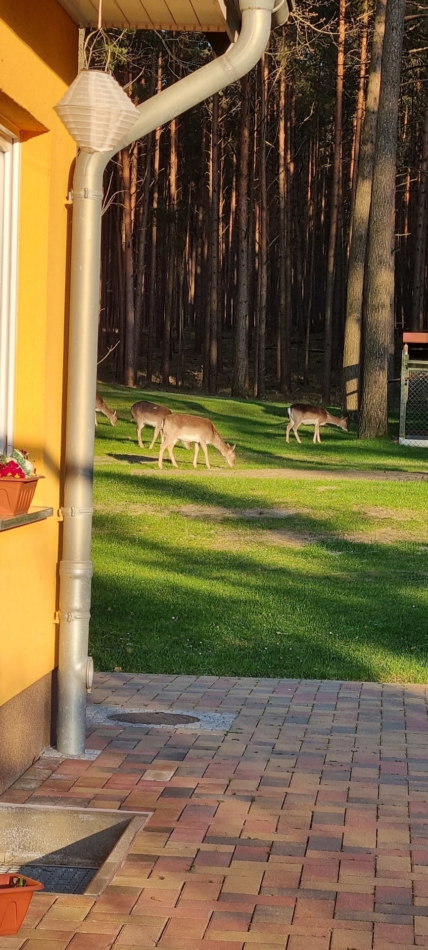 Bild: Unsere ständigen Besucher