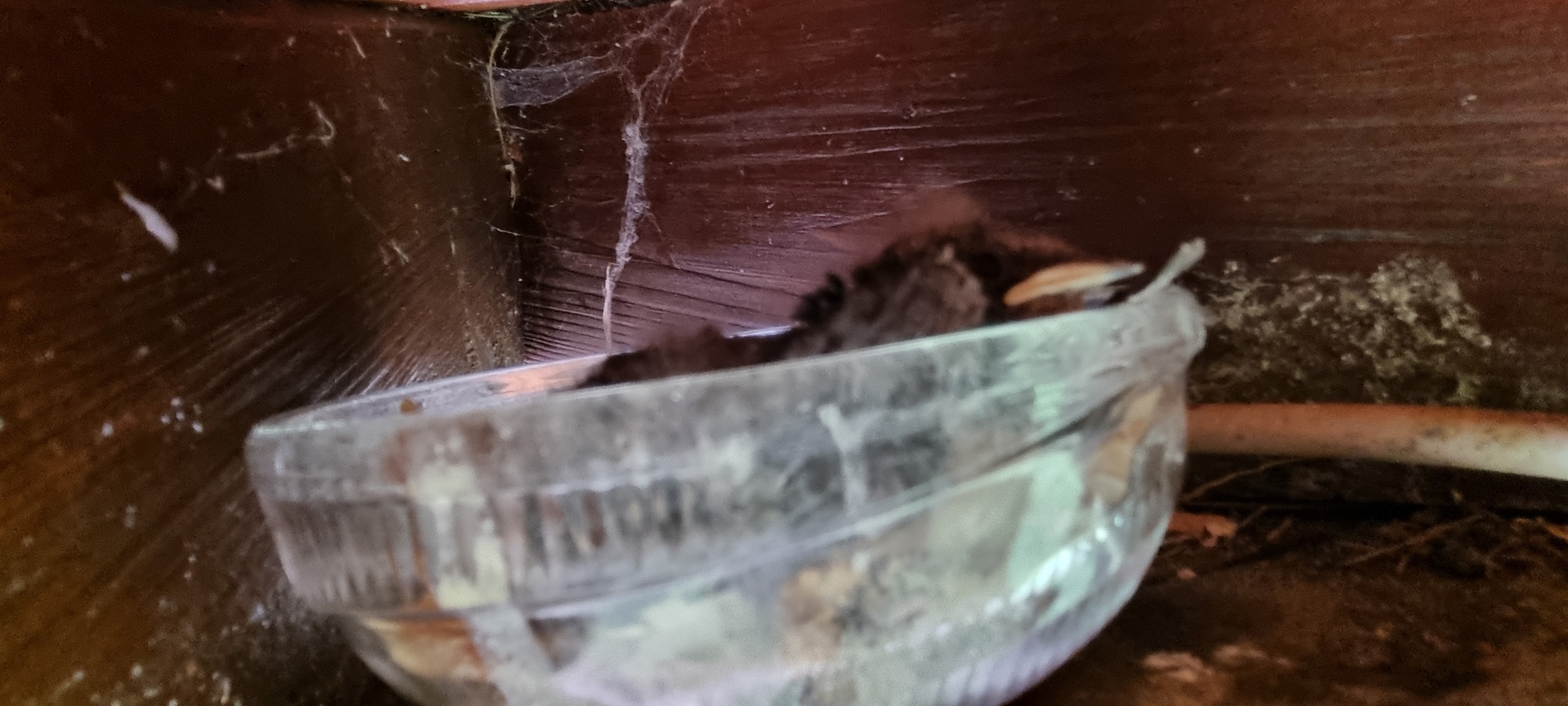 Bild: Nest eines Rotschwänzchen