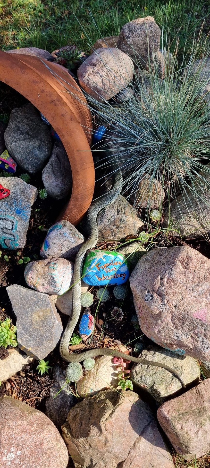 Bild: Ringelnatter am Steingarten