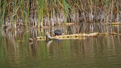 Vorschaubild: Schildkröte am Kleinen Labussee