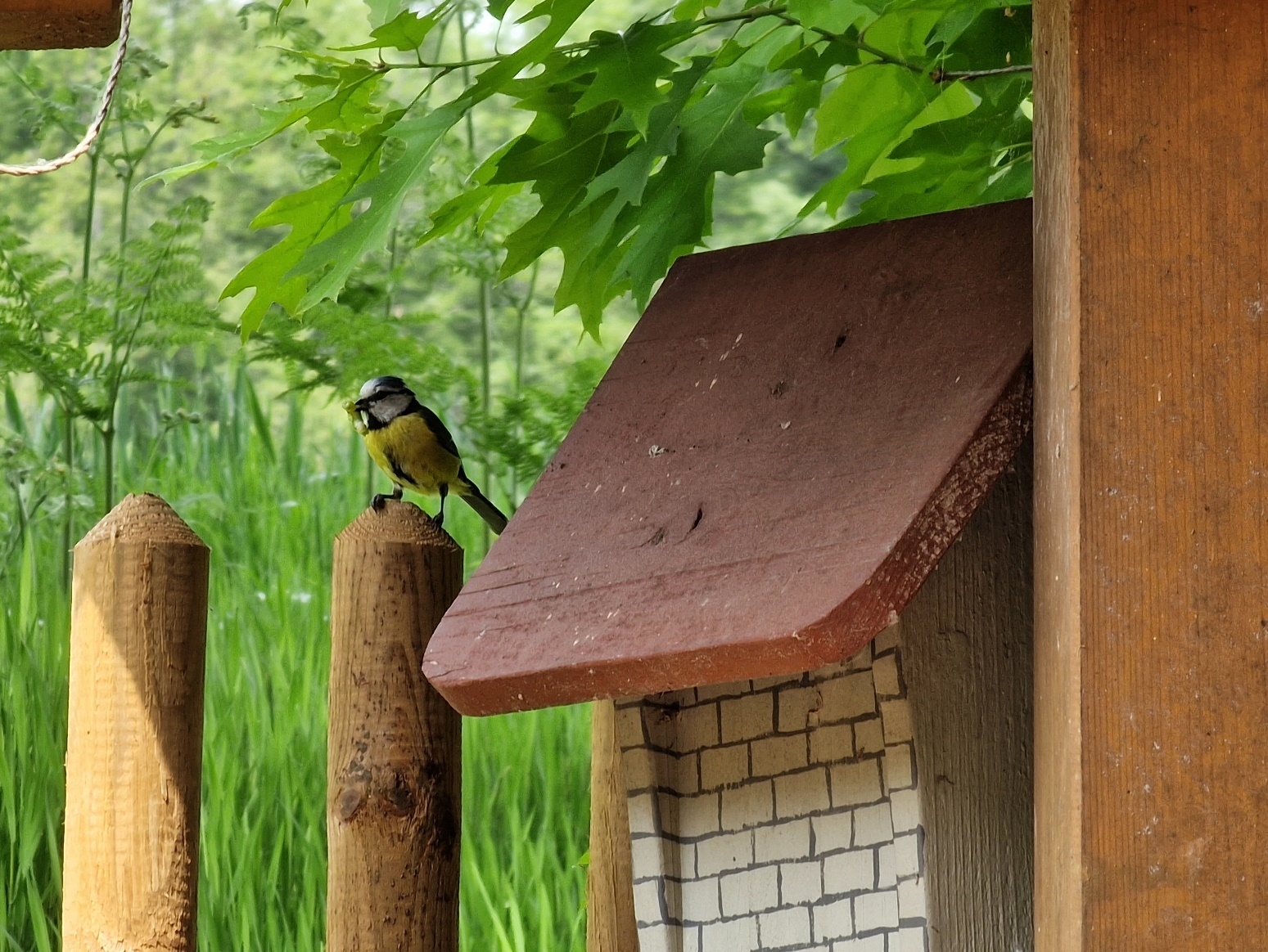 Bild: Vogel