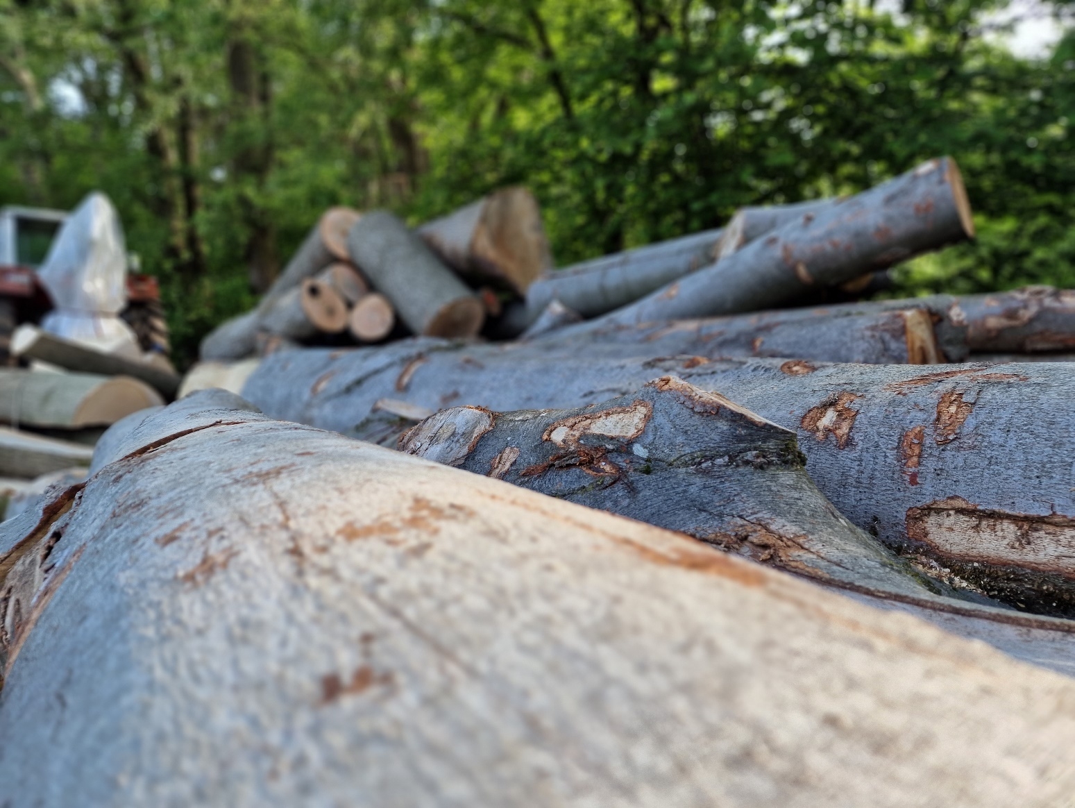 Bild: Holzstämme