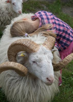 Vorschaubild: Skuddenbock zum kuscheln