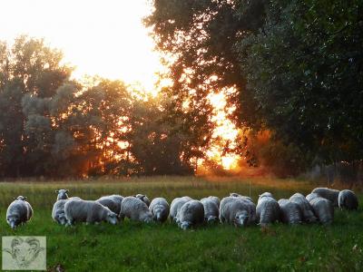 Vorschaubild: Skudden Herde vor untergehender Sonne