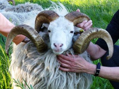 Vorschaubild: Ostpreußische Skudde im Griff (???)