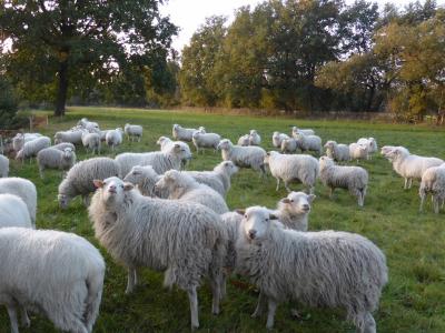 Vorschaubild: Muttern mit Halbwüchsigen auf der Weide