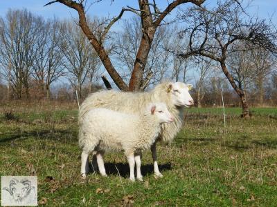 Vorschaubild: Skudde Muttertier mit Lamm Frühjahr 2017