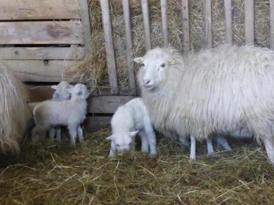 Vorschaubild: Osterlämmer im Skuddenstall 2018