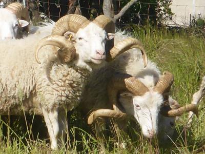 Vorschaubild: Skudden Böcke 2020