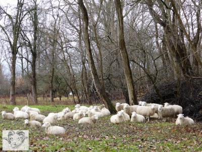 Vorschaubild: Mittagsruh in Skudden - Herde