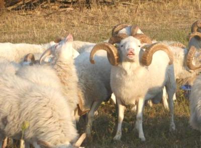 Vorschaubild: lachende Skudden Böcke